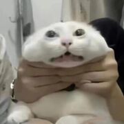 Ris