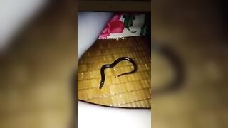 Nhét lươn vào lồn vợ đang ngủ