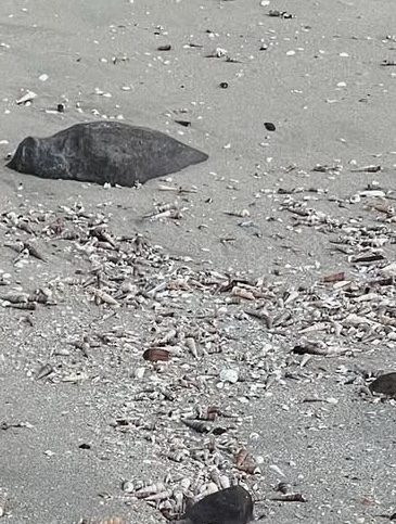 foreshore