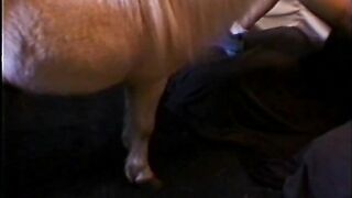 Sex địt ngựa