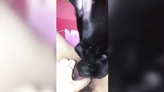 em học sinh cho chó bú bím thay vì bú sữa