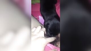 em học sinh cho chó bú bím thay vì bú sữa