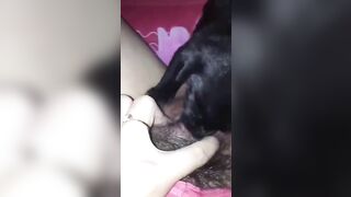 em học sinh cho chó bú bím thay vì bú sữa