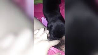 em học sinh mới lớn cho chó con bú lồn để thỏa mãn cơn nứng lồn